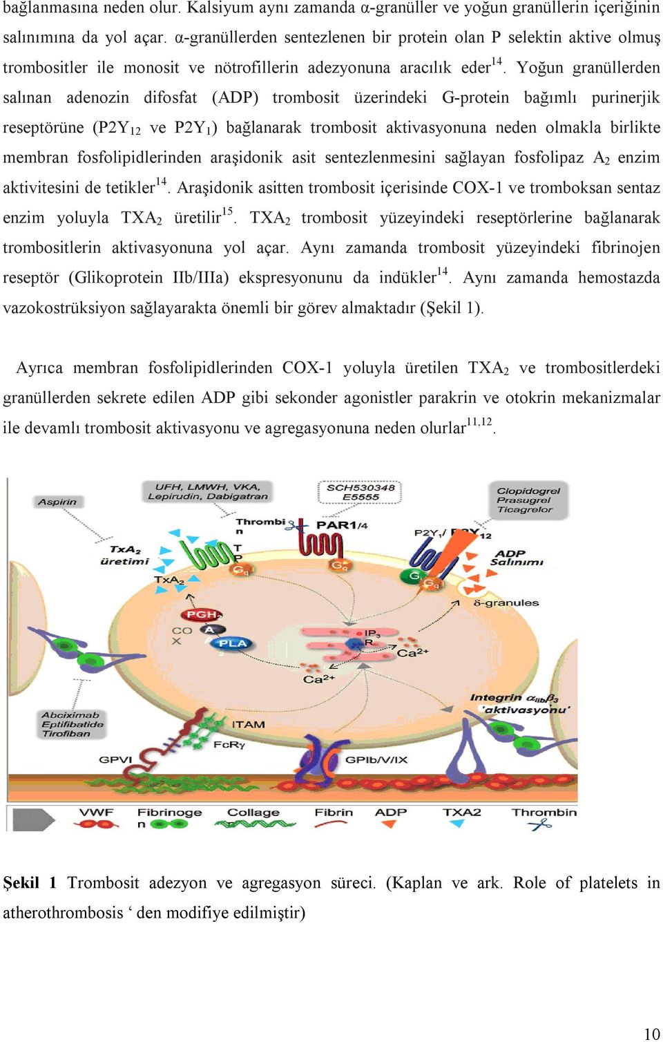 Yoğun granüllerden salınan adenozin difosfat (ADP) trombosit üzerindeki G-protein bağımlı purinerjik reseptörüne (P2Y 12 ve P2Y 1 ) bağlanarak trombosit aktivasyonuna neden olmakla birlikte membran