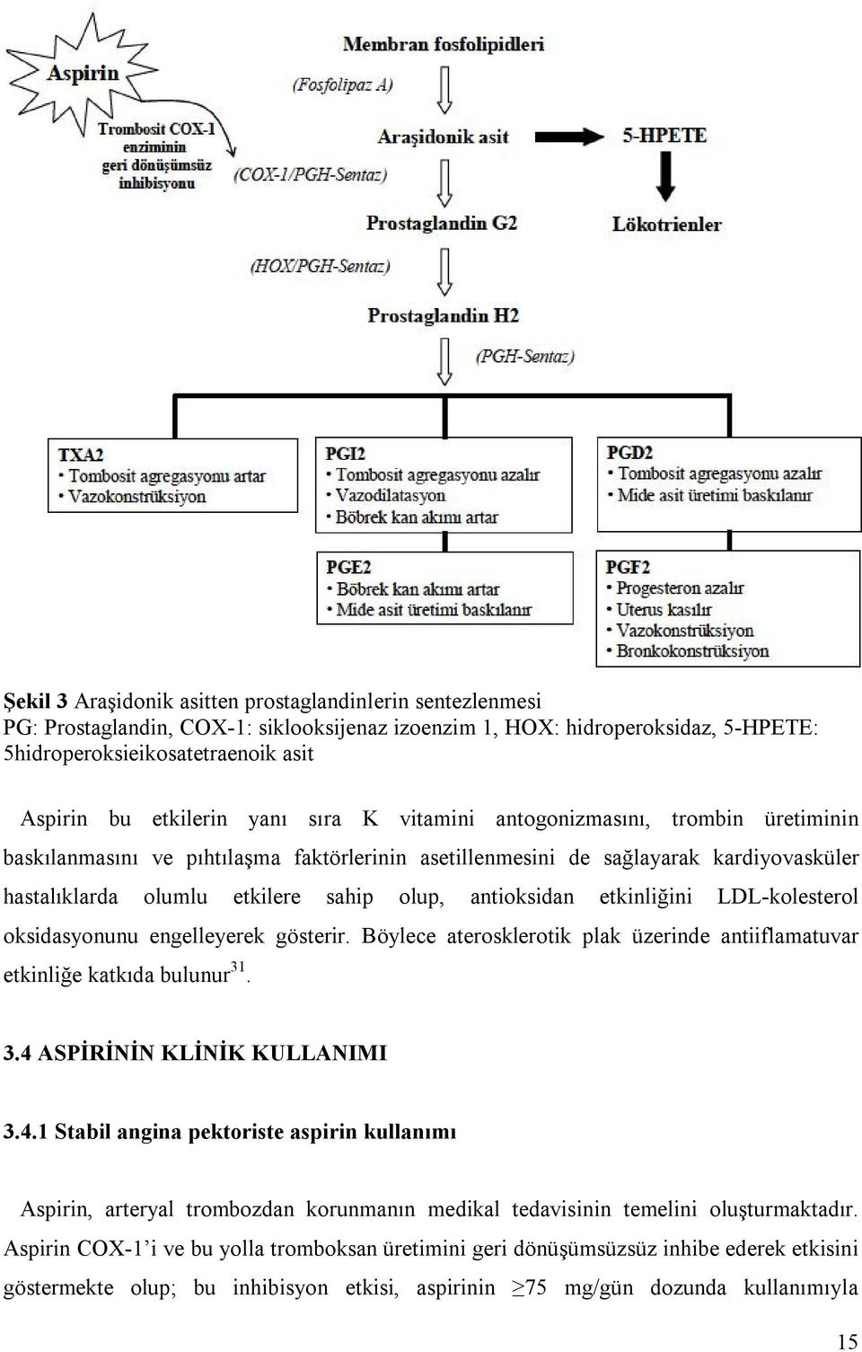 etkinliğini LDL-kolesterol oksidasyonunu engelleyerek gösterir. Böylece aterosklerotik plak üzerinde antiiflamatuvar etkinliğe katkıda bulunur 31. 3.4 