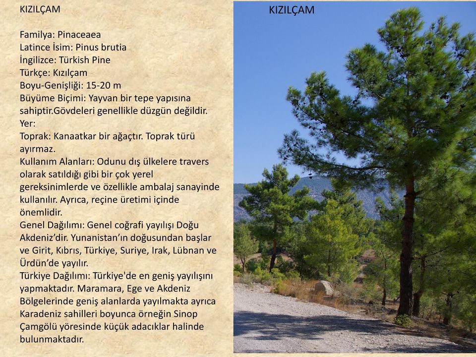 Kullanım Alanları: Odunu dış ülkelere travers olarak satıldığı gibi bir çok yerel gereksinimlerde ve özellikle ambalaj sanayinde kullanılır. Ayrıca, reçine üretimi içinde önemlidir.