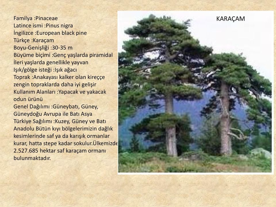 :Yapacak ve yakacak odun ürünü Genel Dağılımı :Güneybatı, Güney, Güneydoğu Avrupa ile Batı Asya Türkiye Sağılımı :Kuzey, Güney ve Batı Anadolu Bütün kıyı