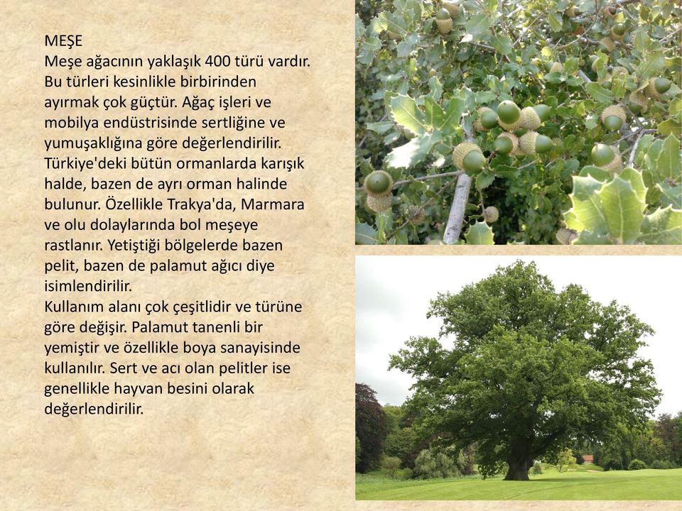 Türkiye'deki bütün ormanlarda karışık halde, bazen de ayrı orman halinde bulunur. Özellikle Trakya'da, Marmara ve olu dolaylarında bol meşeye rastlanır.