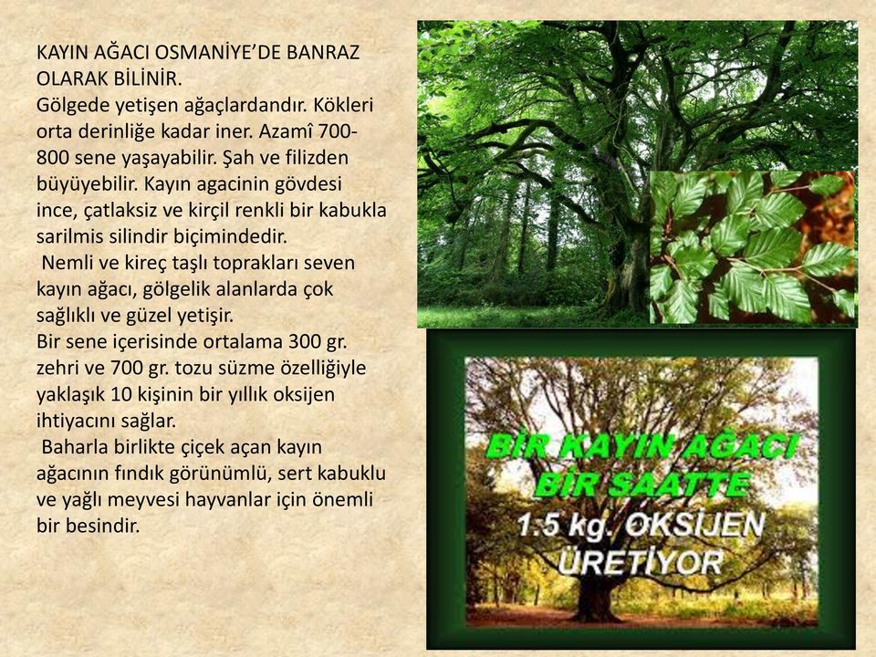 Nemli ve kireç taşlı toprakları seven kayın ağacı, gölgelik alanlarda çok sağlıklı ve güzel yetişir. Bir sene içerisinde ortalama 300 gr. zehri ve 700 gr.