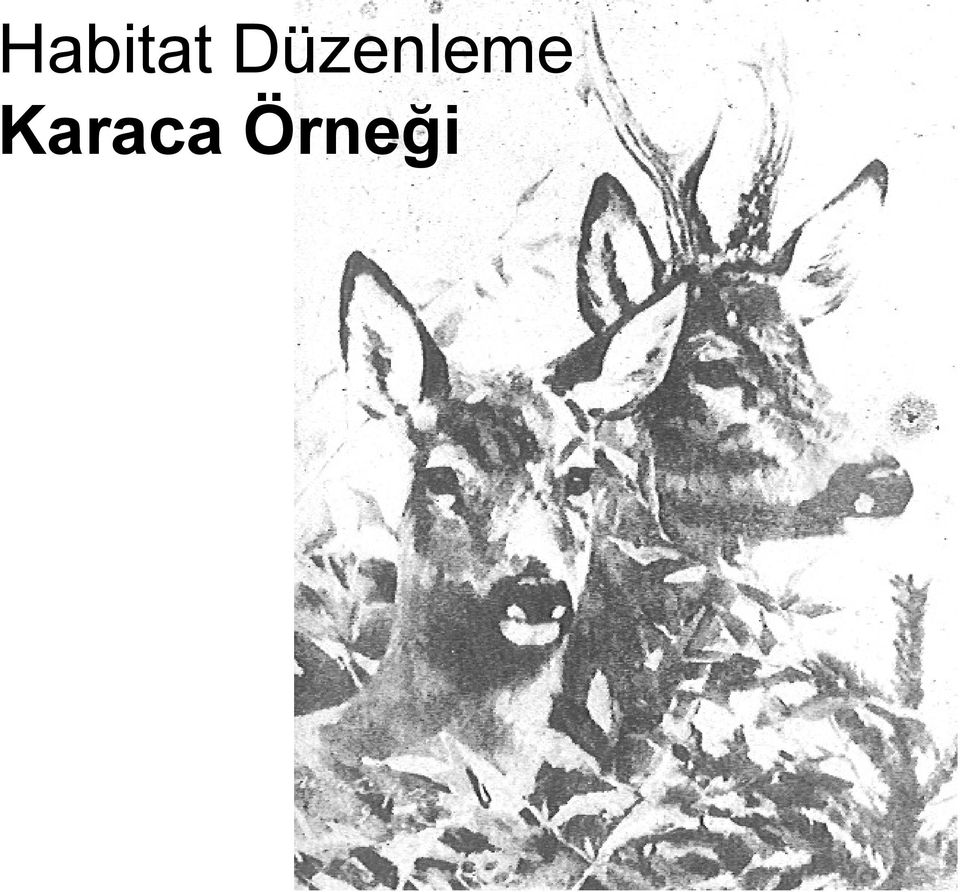 Karaca