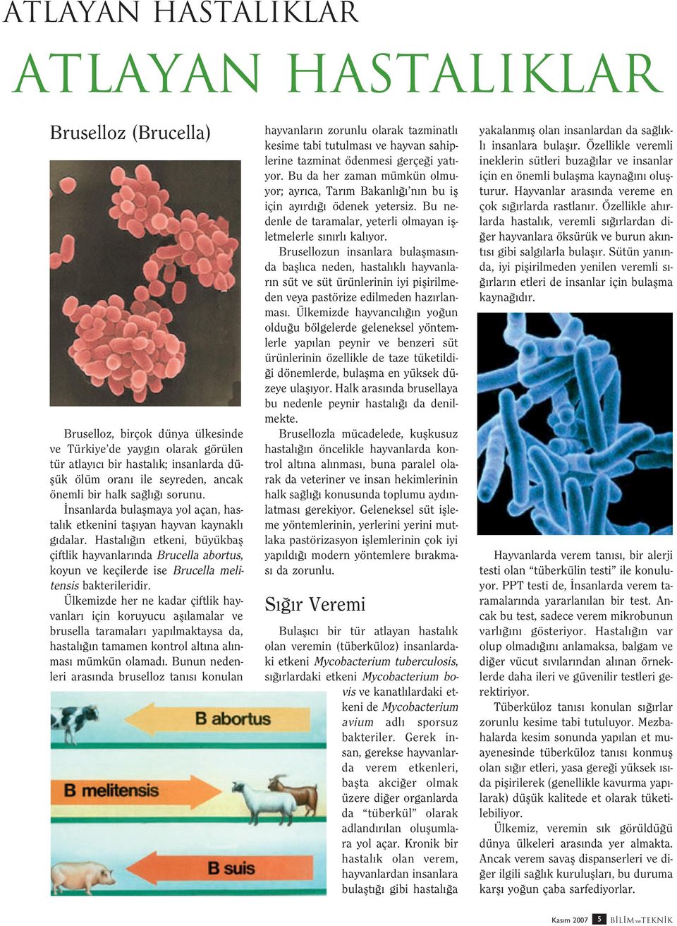 Hastal n etkeni, büyükbafl çiftlik hayvanlar nda Brucella abortus, koyun ve keçilerde ise Brucella melitensis bakterileridir.