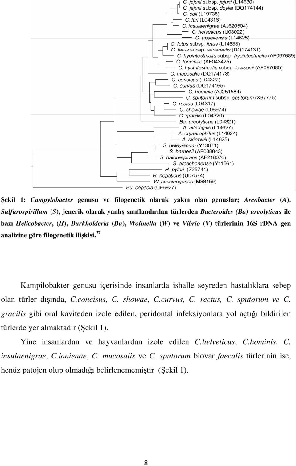 27 Kampilobakter genusu içerisinde insanlarda ishalle seyreden hastalıklara sebep olan türler dışında, C.concisus, C. showae, C.curvus, C. rectus, C. sputorum ve C.