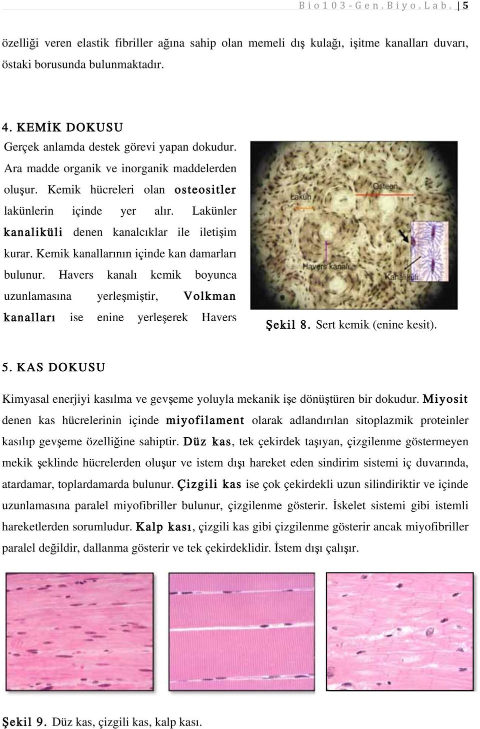 Kemik kanallarının içinde kan damarları bulunur. Havers kanalı kemik boyunca uzunlamasına yerle mi tir, Volkman kanalları ise enine yerle erek Havers ekil 8. Sert kemik (enine kesit). 5.