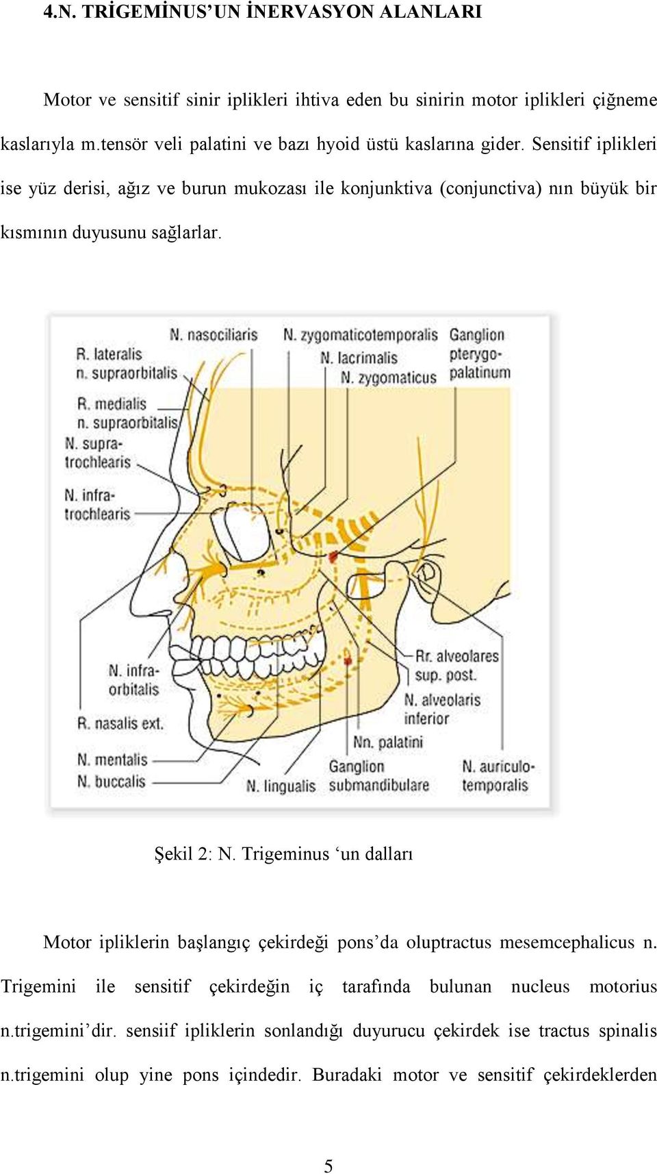 Sensitif iplikleri ise yüz derisi, ağız ve burun mukozası ile konjunktiva (conjunctiva) nın büyük bir kısmının duyusunu sağlarlar. Şekil 2: N.
