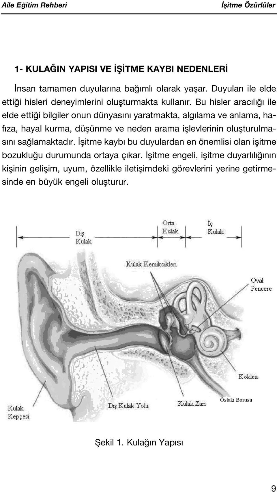 Bu hisler arac l ile elde etti i bilgiler onun dünyas n yaratmakta, alg lama ve anlama, haf za, hayal kurma, düflünme ve neden arama ifllevlerinin