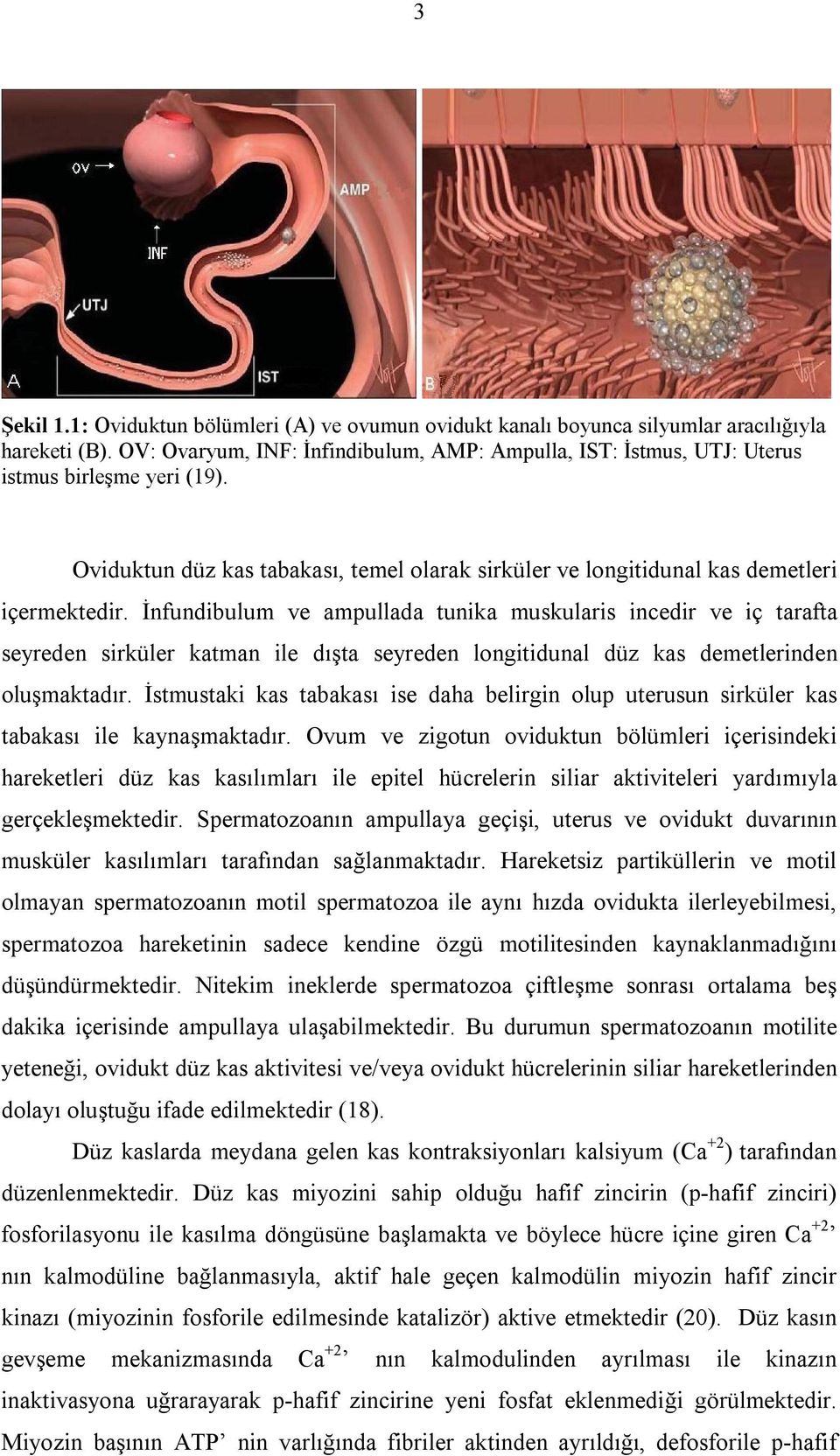 İnfundibulum ve mpulld tunik muskulris incedir ve iç trft seyreden sirküler ktmn ile dışt seyreden longitidunl düz ks demetlerinden oluşmktdır.