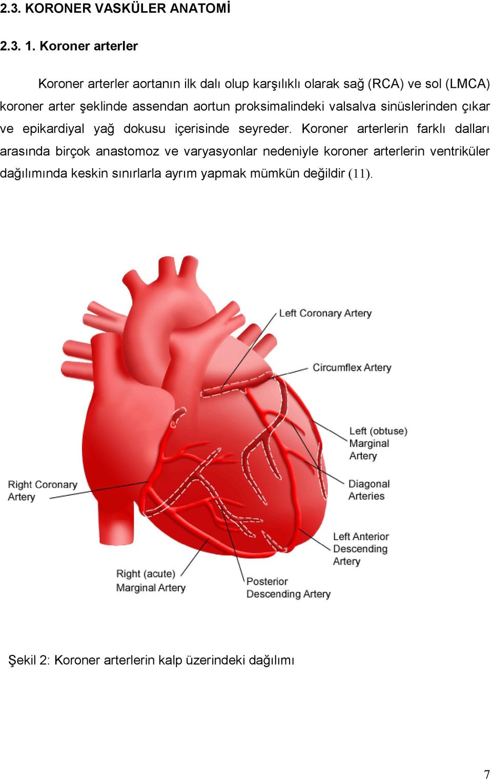 assendan aortun proksimalindeki valsalva sinüslerinden çıkar ve epikardiyal yağ dokusu içerisinde seyreder.