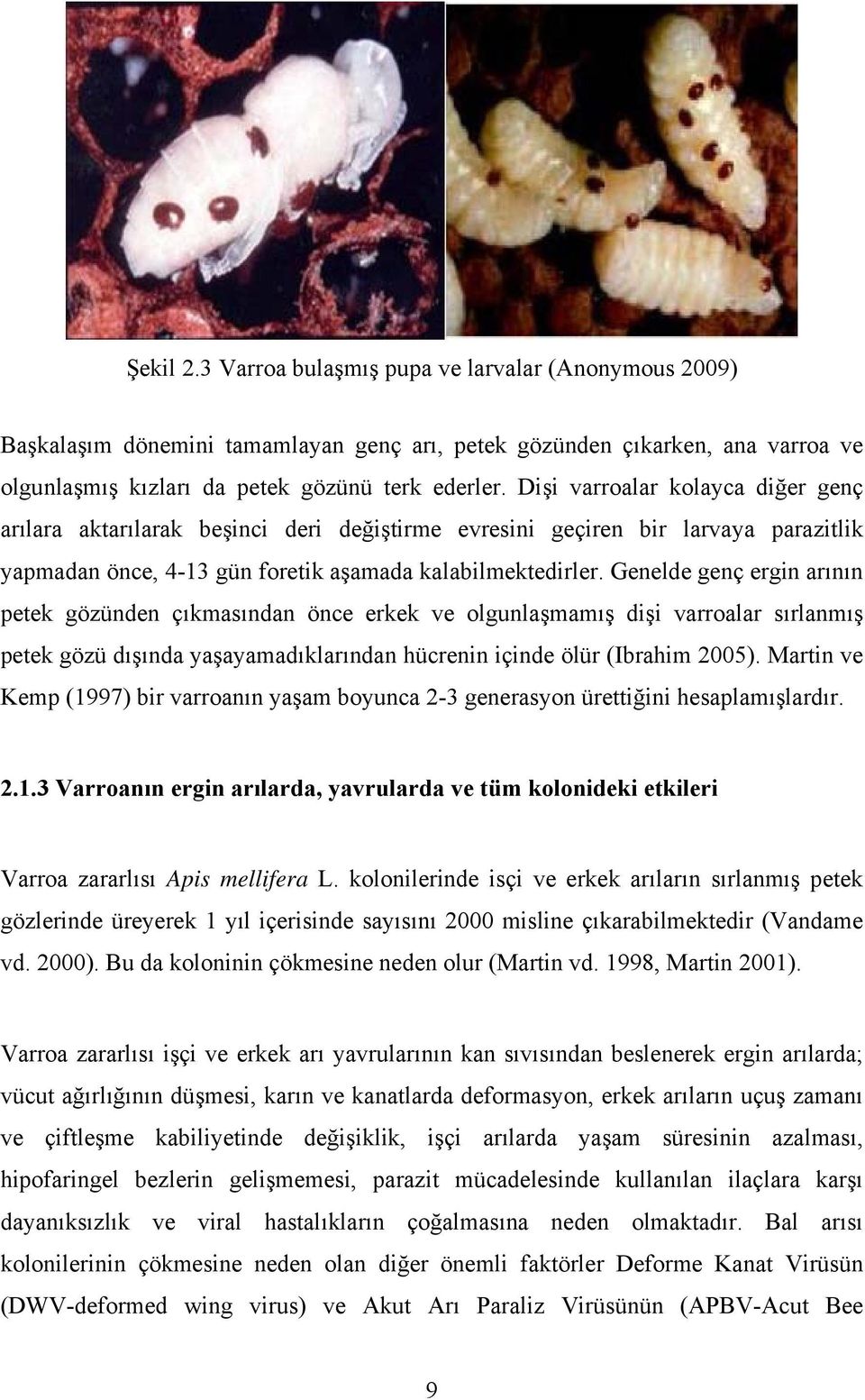 Genelde genç ergin arının petek gözünden çıkmasından önce erkek ve olgunlaşmamış dişi varroalar sırlanmış petek gözü dışında yaşayamadıklarından hücrenin içinde ölür (Ibrahim 2005).