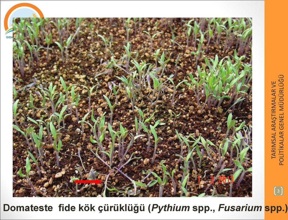 (Pythium spp.