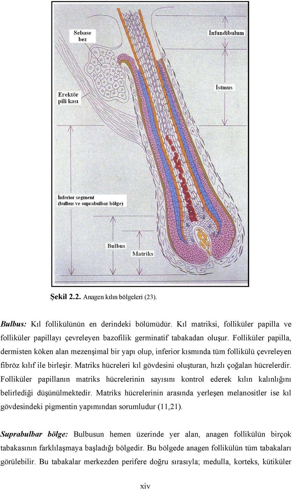 Matriks hücreleri kıl gövdesini oluşturan, hızlı çoğalan hücrelerdir. Folliküler papillanın matriks hücrelerinin sayısını kontrol ederek kılın kalınlığını belirlediği düşünülmektedir.