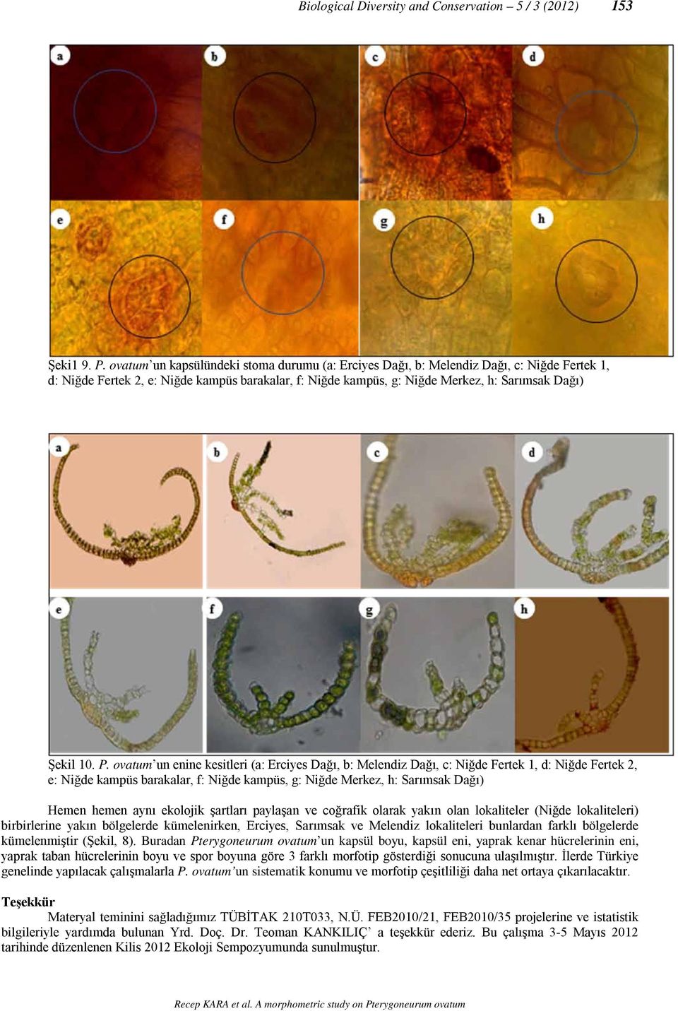 P. ovatum un enine kesitleri (a: Erciyes Dağı, b: Melendiz Dağı, c: Niğde Fertek 1, d: Niğde Fertek 2, e: Niğde kampüs barakalar, f: Niğde kampüs, g: Niğde Merkez, h: Sarımsak Dağı) Hemen hemen aynı