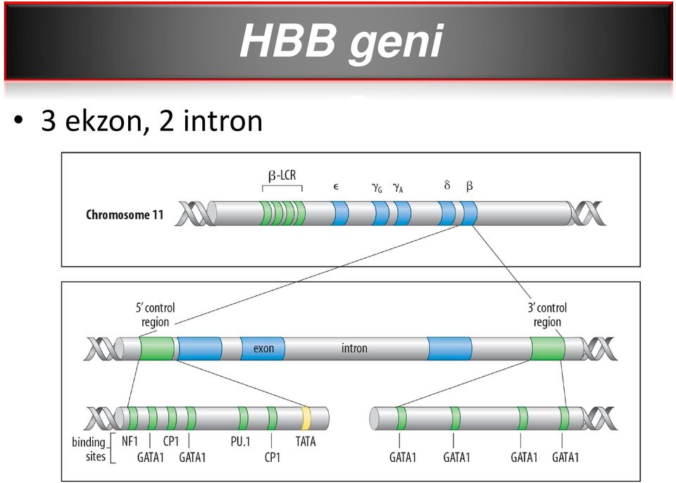 HBB geni