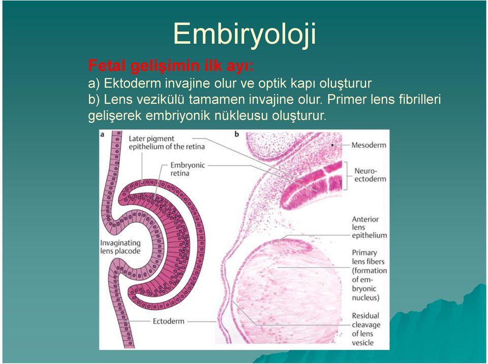 b) Lens vezikülü tamamen invajine olur.