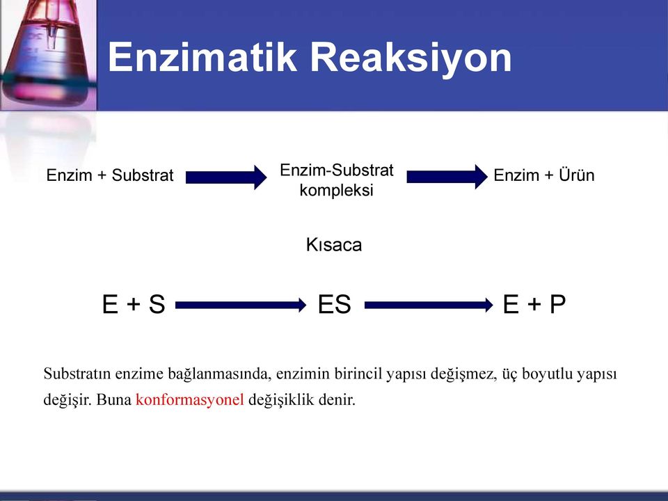 enzime bağlanmasında, enzimin birincil yapısı değişmez,