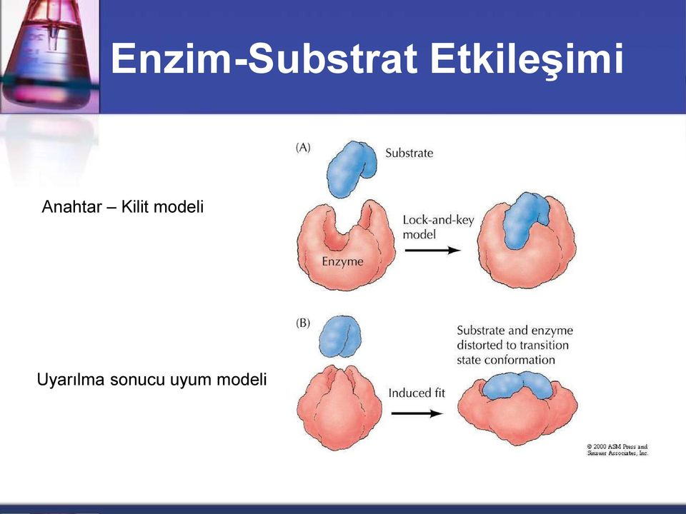 Kilit modeli