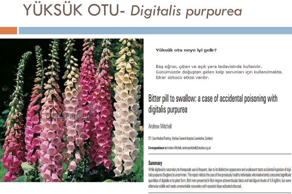 Digitalis