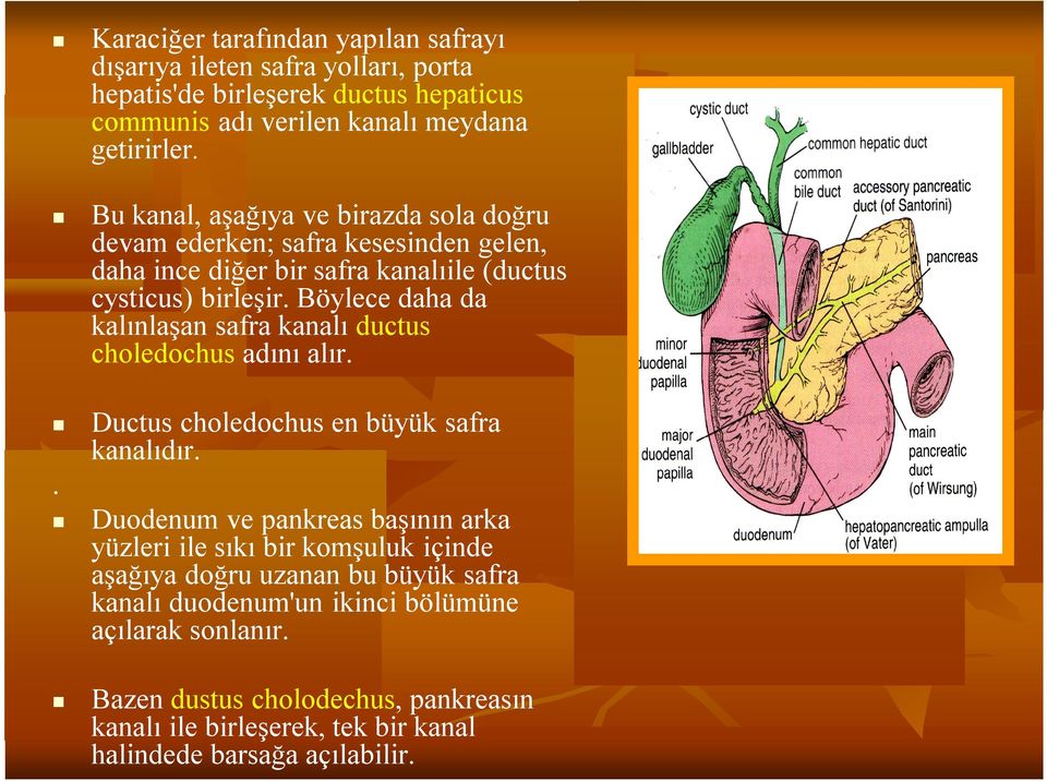 Böylece daha da kalınlaşan safra kanalı ductus choledochus adını alır. Ductus choledochus en büyük safra kanalıdır.