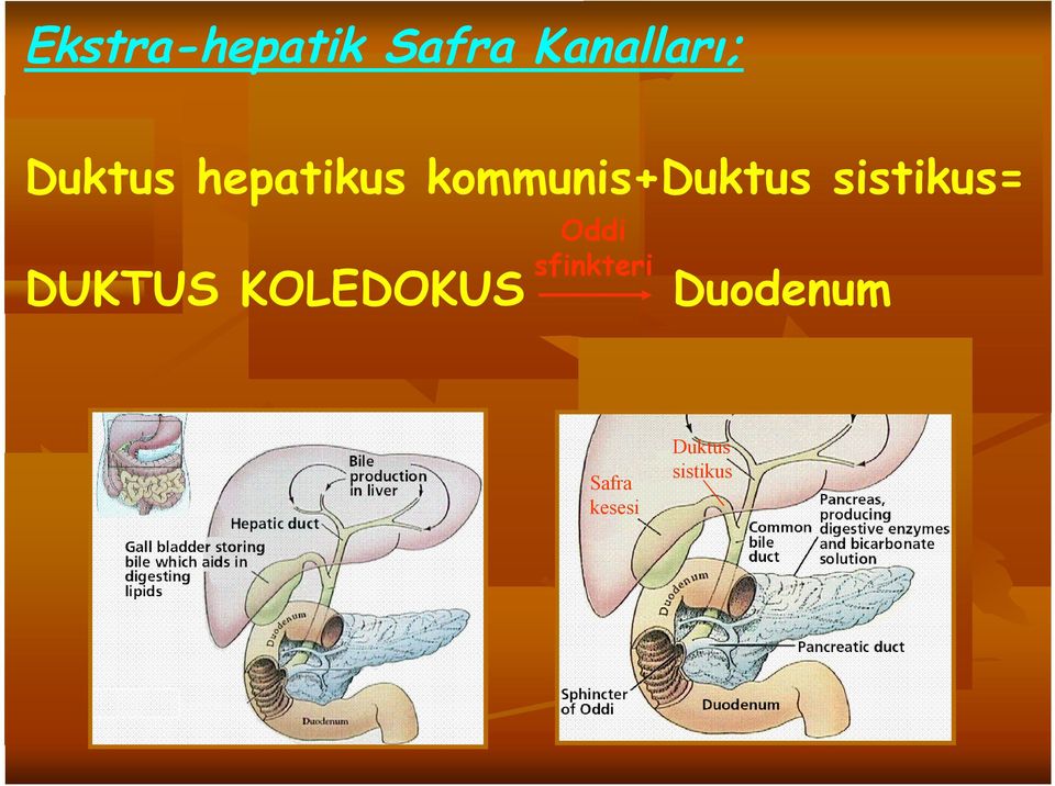 sistikus= DUKTUS KOLEDOKUS Oddi