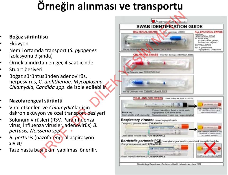 diphtheriae, Mycoplasma, Chlamydia, Candida spp. de izole edilebilir.