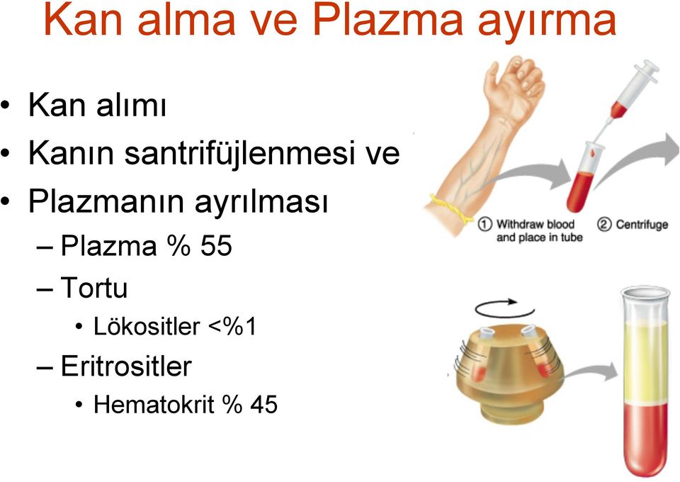 ayrılması Plazma % 55 Tortu