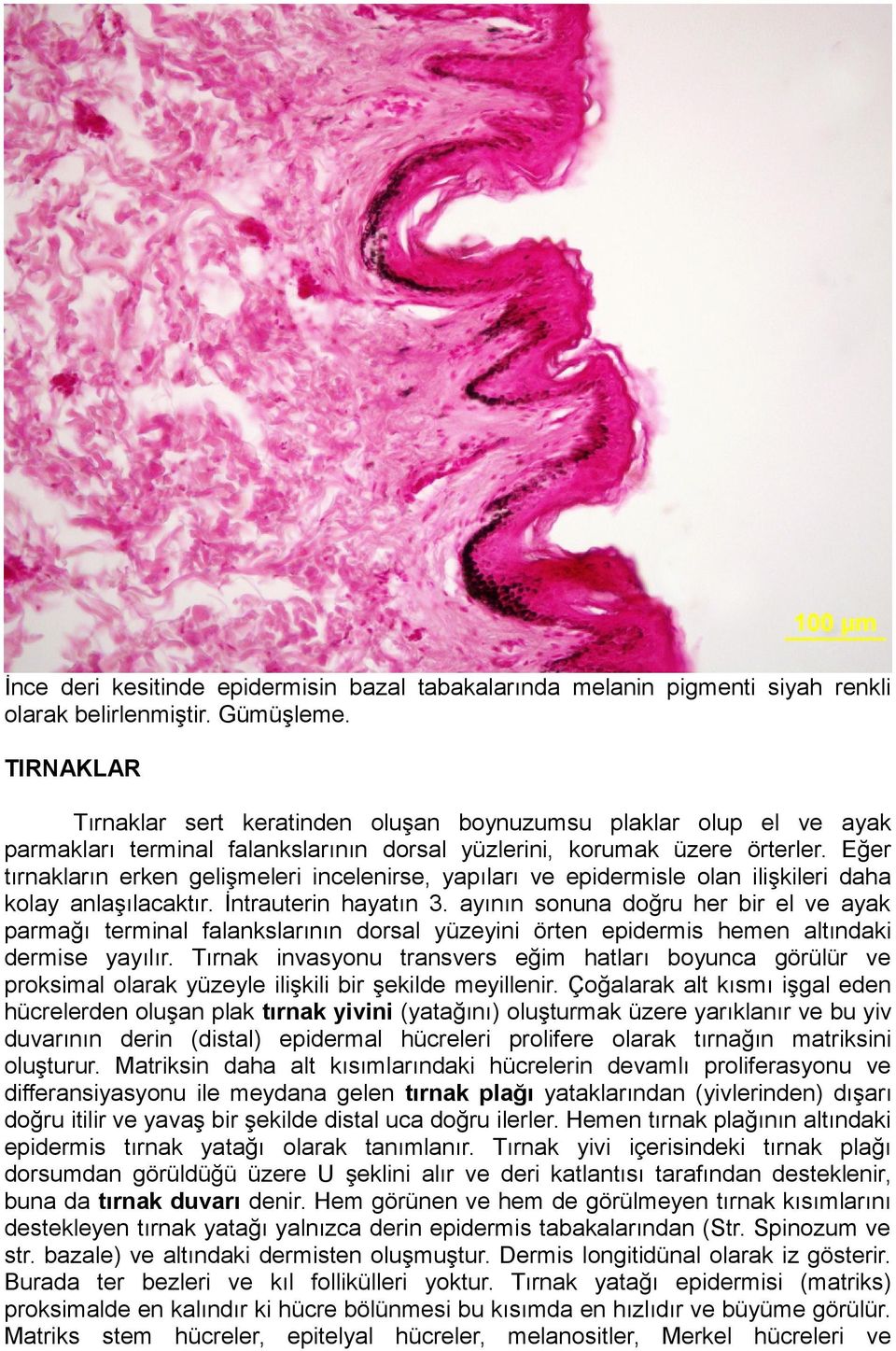 Eğer tırnakların erken gelişmeleri incelenirse, yapıları ve epidermisle olan ilişkileri daha kolay anlaşılacaktır. İntrauterin hayatın 3.