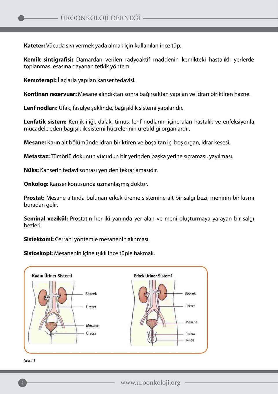 Lenf nodları: Ufak, fasulye şeklinde, bağışıklık sistemi yapılarıdır.