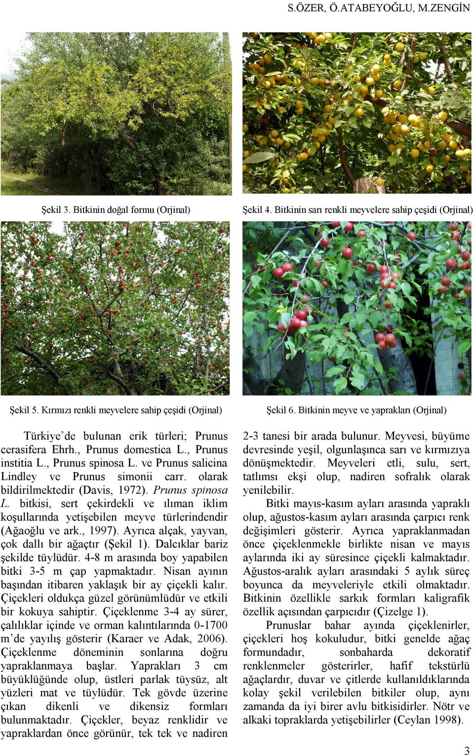 ve Prunus salicina Lindley ve Prunus simonii carr. olarak bildirilmektedir (Davis, 1972). Prunus spinosa L.