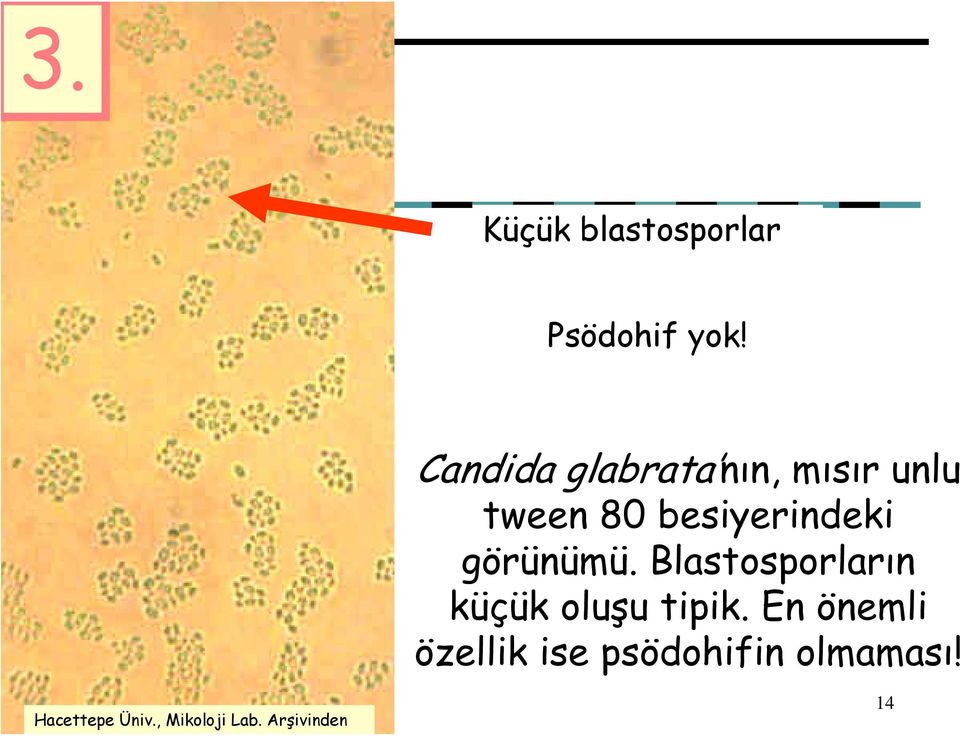 görünümü. Blastosporların küçük oluşu tipik.