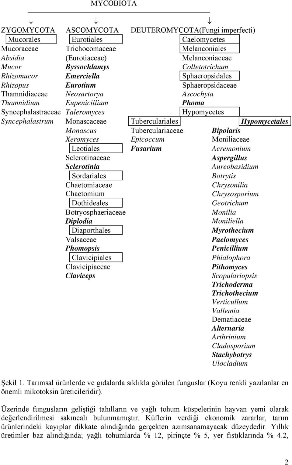 Syncephalastrum Monascaceae Tuberculariales Hypomycetales Monascus Tuberculariaceae Bipolaris Xeromyces Epicoccum Moniliaceae Leotiales Fusarium Acremonium Sclerotinaceae Aspergillus Sclerotinia