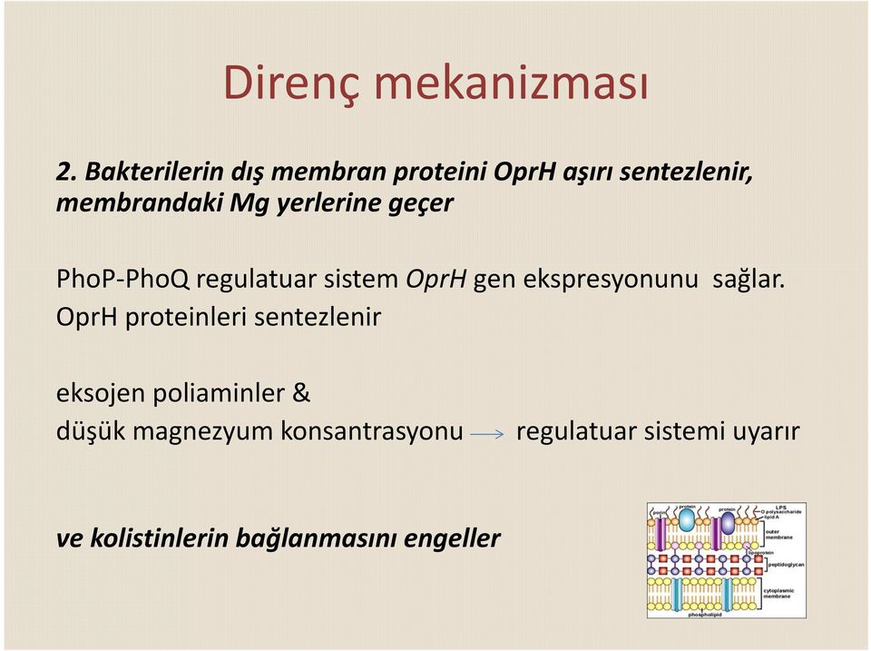 yerlerine geçer PhoP PhoQ regulatuar sistem OprH gen ekspresyonunu sağlar.