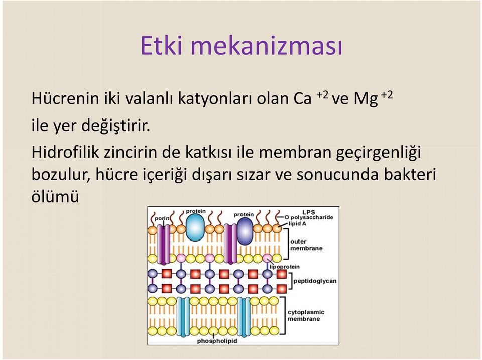 Hidrofilik zincirin de katkısı ile membran