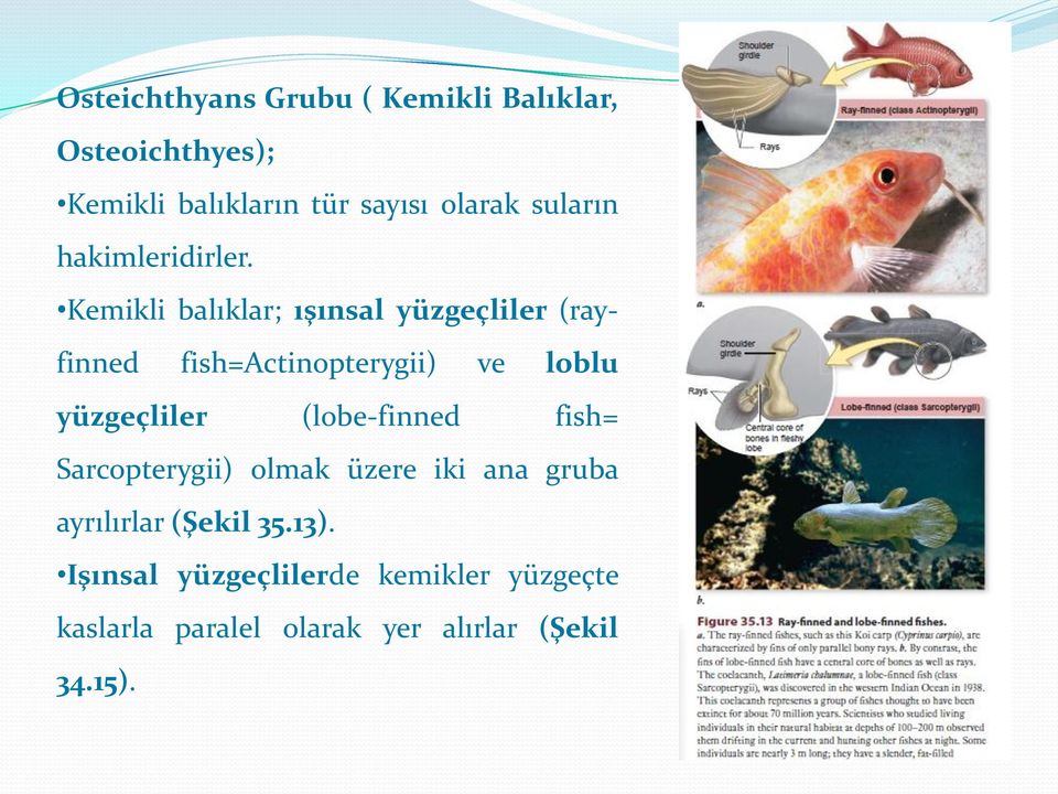 Kemikli balıklar; ışınsal yüzgeçliler (rayfinned fish=actinopterygii) ve loblu yüzgeçliler