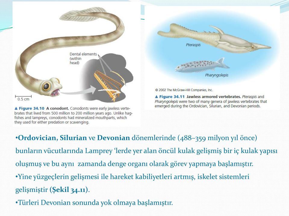 organı olarak görev yapmaya başlamıştır.