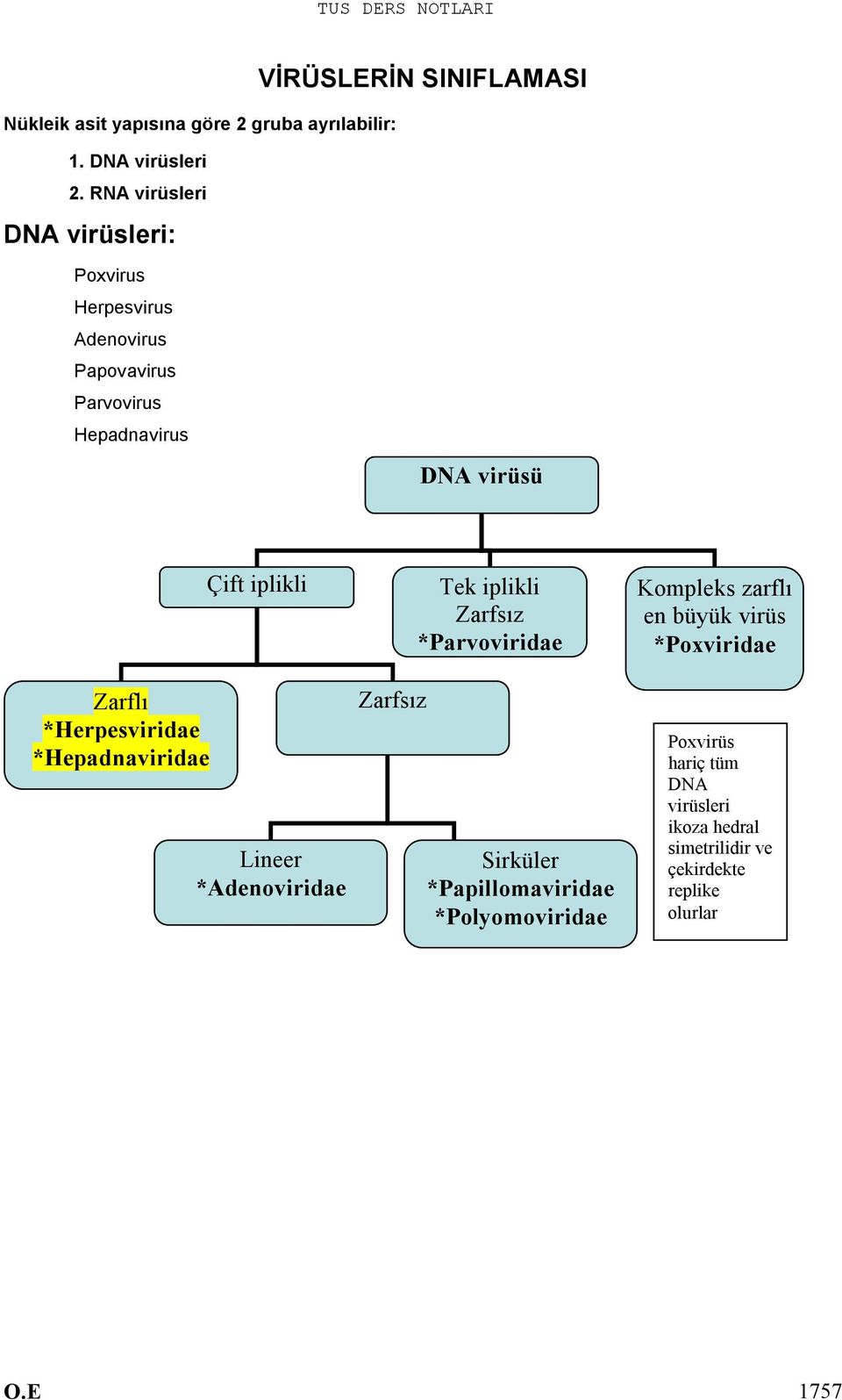 virüsü Zarflı *Herpesviridae *Hepadnaviridae Çift iplikli Lineer *Adenoviridae Zarfsız Tek iplikli Zarfsız *Parvoviridae