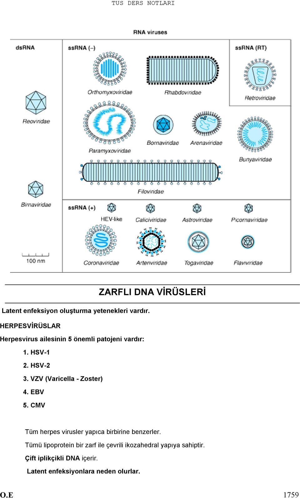 VZV (Varicella - Zoster) 4. EBV 5.
