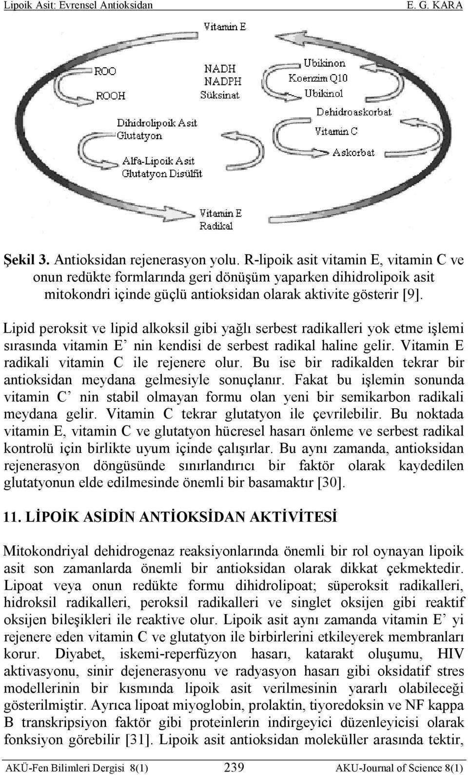 Lipid peroksit ve lipid alkoksil gibi yağlı serbest radikalleri yok etme işlemi sırasında vitamin E nin kendisi de serbest radikal haline gelir. Vitamin E radikali vitamin C ile rejenere olur.