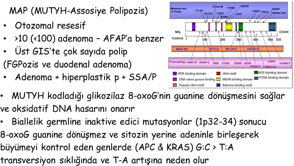 oksidatif DNA hasarını onarır Biallelik germline inaktive edici mutasyonlar (1p32-34) sonucu 8-oxoG guanine dönüşmez ve