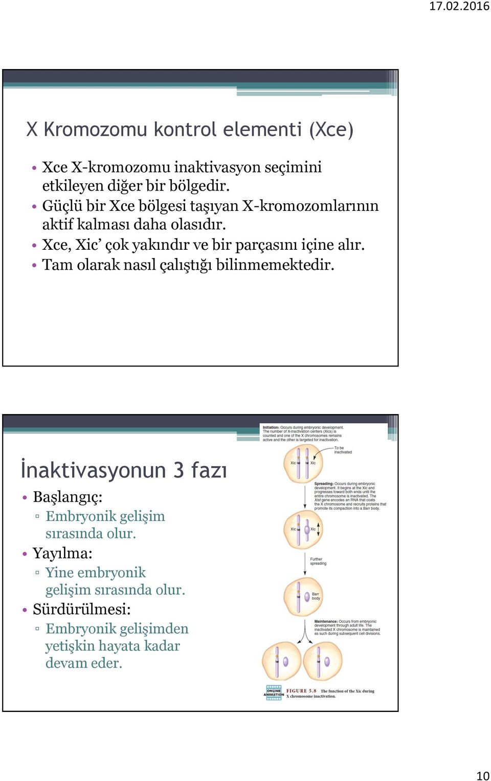 Xce, Xic çok yakındır ve bir parçasını içine alır. Tam olarak nasıl çalıştığı bilinmemektedir.