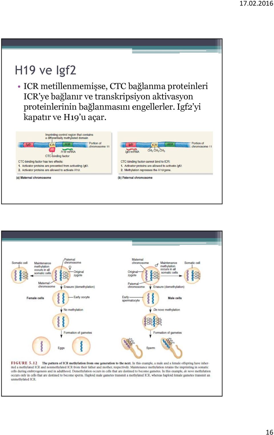 transkripsiyon aktivasyon proteinlerinin