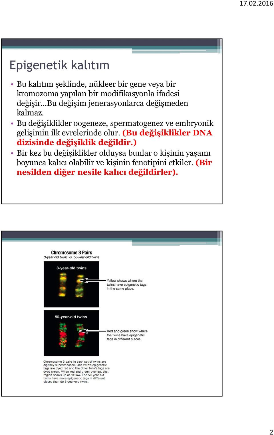 Bu değişiklikler oogeneze, spermatogenez ve embryonik gelişimin ilk evrelerinde olur.