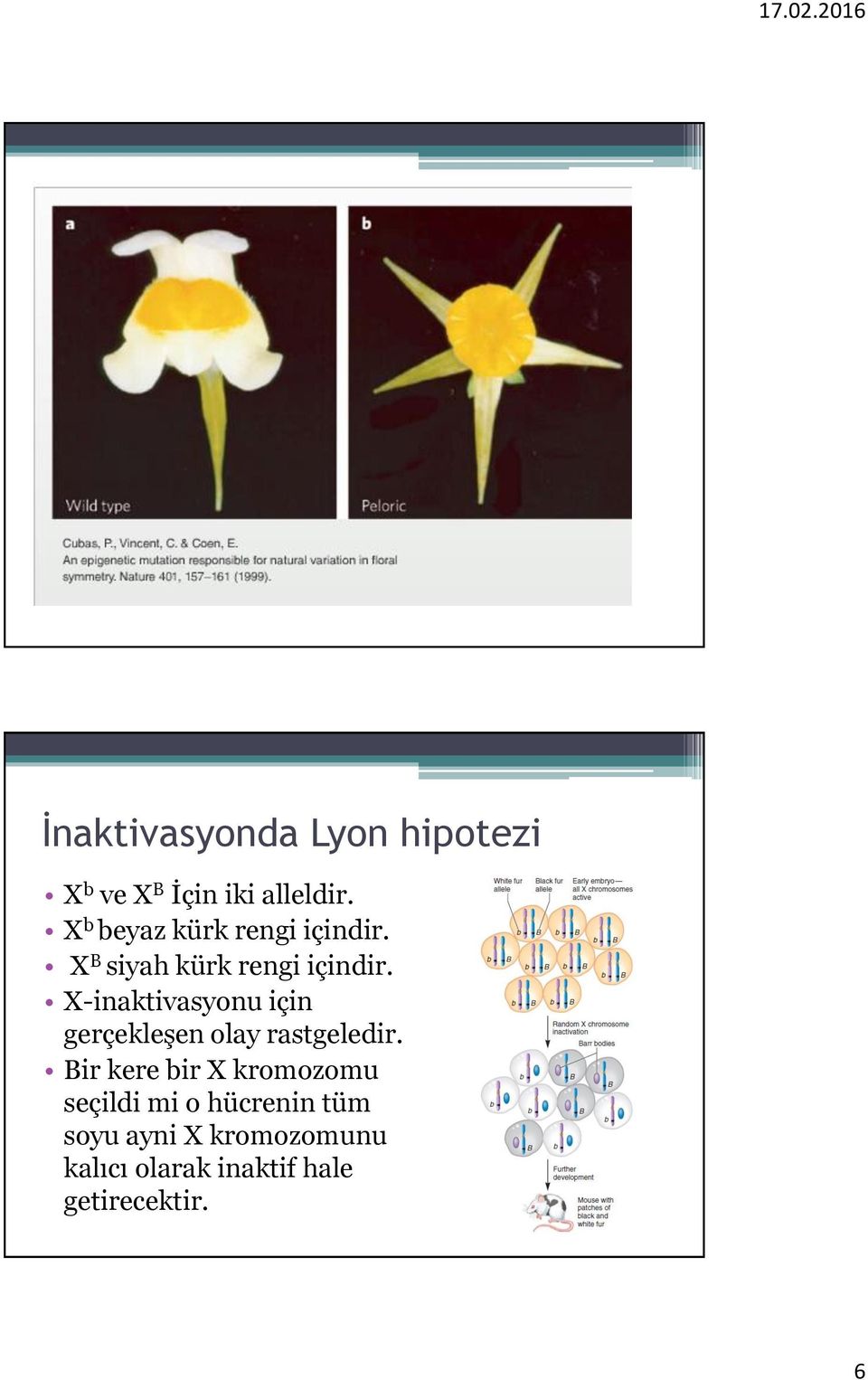 X-inaktivasyonu için gerçekleşen olay rastgeledir.