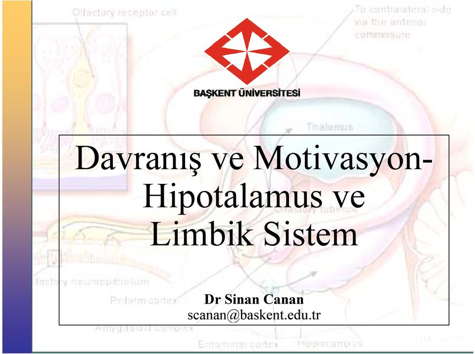 Hipotalamus ve Limbik