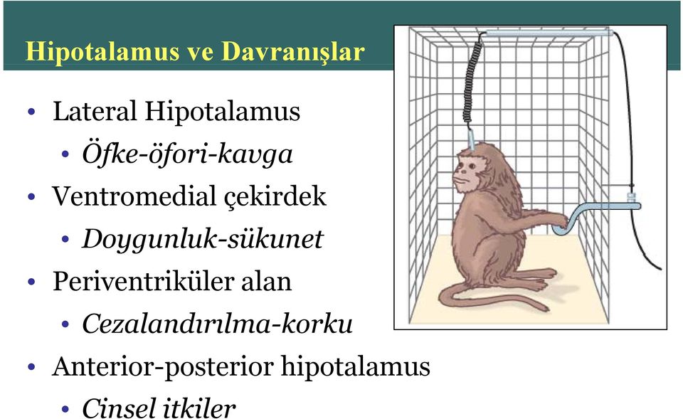 Doygunluk-sükunet Periventriküler alan