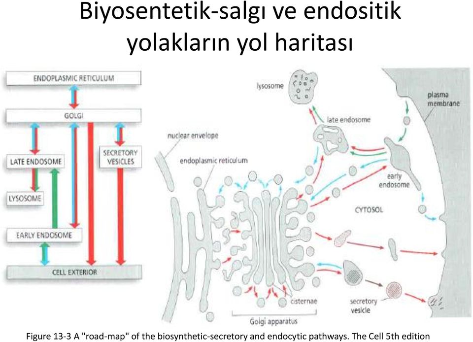 "road-map" of the