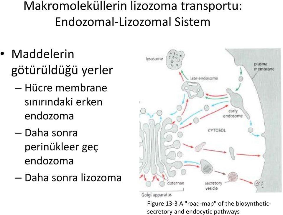 endozoma Daha sonra perinükleer geç endozoma Daha sonra lizozoma