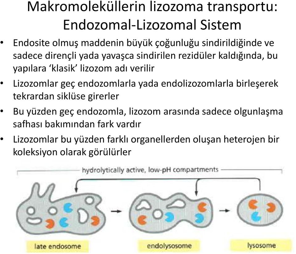 endozomlarla yada endolizozomlarla birleşerek tekrardan siklüse girerler Bu yüzden geç endozomla, lizozom arasında sadece