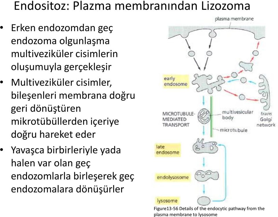 gerçekleşir Multiveziküler cisimler, bileşenleri membrana doğru geri dönüştüren mikrotübüllerden içeriye